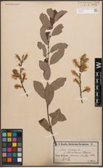 Foto von Salix cinerea L.